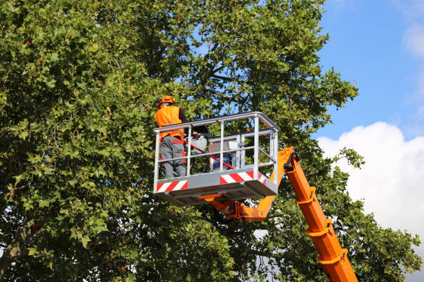 Reliable Seven Oaks, SC Tree Service Solutions